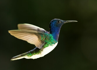 A male White-necked jacobin humming bird Near La Suiza, Costa Rica