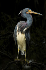 A tri colored heron perched onb a branch.  They were formerly known in North America as the Louisiana heron;  they are a small heron.