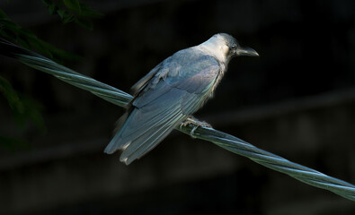 A hooded crow perched on a wire in Jambiani, Zanzibar, Tanzania