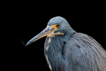 A little blue heron.  It is a small heron. It breeds in the Gulf states of the US, through Central America and the Caribbean