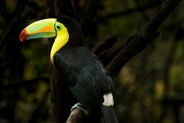 A Keel-billed toucanpurched on a branch in a rainforest near San Miguel, Costa Rica
