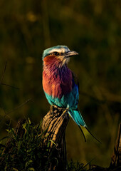 a Lilac breasted roller perched on a stump in the masai mara svannah, kenya.
