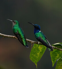 A male and female White-necked jacobin humming bird Near La Suiza, Costa Rica © Bob