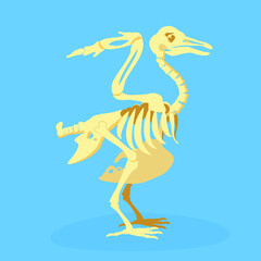 skeleton primitive ancient extinct bird