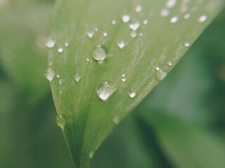 Raindrops on a green leaf, close-up. Pure nature, ecology, environment, weather, spring and summer season. Macro photo