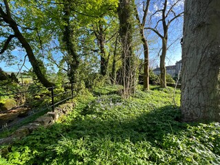 Small woodland garden area, next to Malham Beck, in the Yorkshire Dales village of, Malham, Skipoton, UK