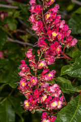 Obraz premium Red Chestnut Flowers (Aesculus spec.) in Spring