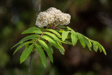 Flowers and Leaves of Beissner Cutleaf Mountain Ash (Sorbus aucuparia forma beissneri)