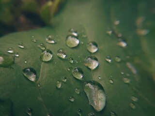 Raindrops on a green leaf, close-up. Pure nature, ecology, environment, weather, spring and summer season. Macro photo