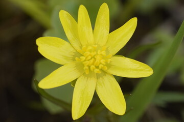 Fototapeta na wymiar yellow flower ficaria verna with dew drops