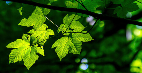 young maple leaves on a dark background