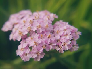 Achillea millefolium or common yarrow flowering plant macro photo. Medicinal plant or herb close-up photography. Wild flower background