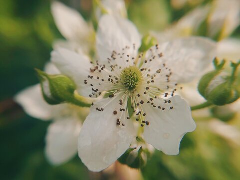 White flower of a blooming blackberry bush in a green summer garden. Spring season. Nature, flowering plants, berries, botany, gardening, agriculture concepts. Macro photo 