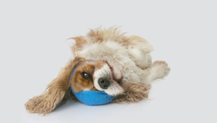 Sick dog with an ice bag and a blue bandage or elastic band on head. Isolated on gray background