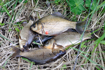 Carp fishing on the village pond.