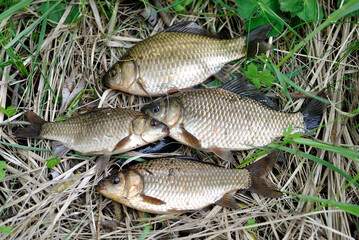 Carp fishing on the village pond.