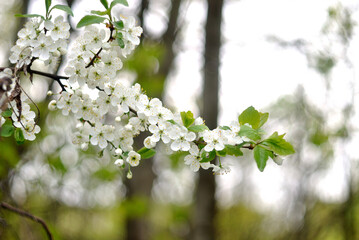 Walking in the woods, spring nature.