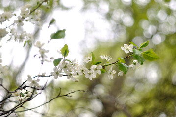 Walking in the woods, spring nature.