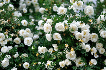 Walking in the woods, spring nature.