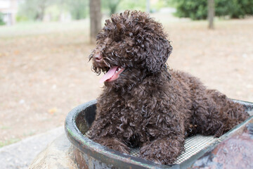 Portrait puppy poodle dog inside of a fontane on summer heat.