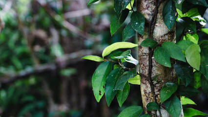 leaves in the forest