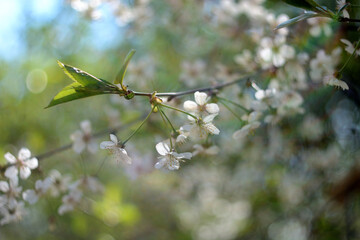 Walking in the woods, spring nature.