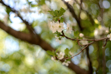 Walking in the woods, spring nature.