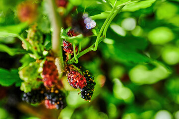 Close up of mulberries (Morus nigra) hanging in clusters on a bush ready to be harvested.