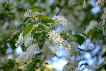 Walking in the woods, spring nature.