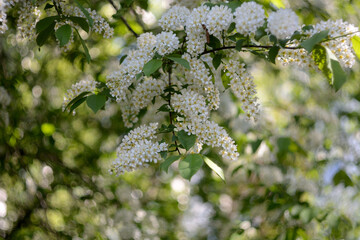 Walking in the woods, spring nature.