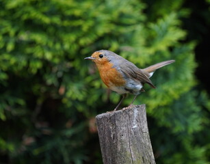 robin on a fence,rotkehlchen auf einem pfahl