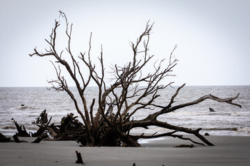 tree on the beach