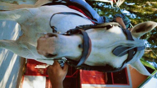 Little boy ready to ride the horse for the first time 