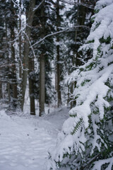 Fototapeta na wymiar Snowy winter mountain view in the forest