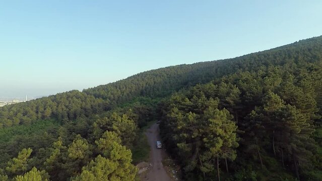 aerial pine forest
