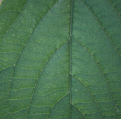 Naklejka na ściany i meble green leaf background 