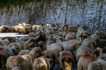 Transfagarasan elevated road in Romania