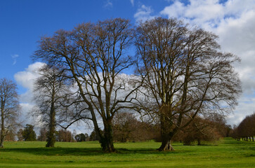 Fototapeta premium Pair of Twin Trees in Early Springtime in Ireland