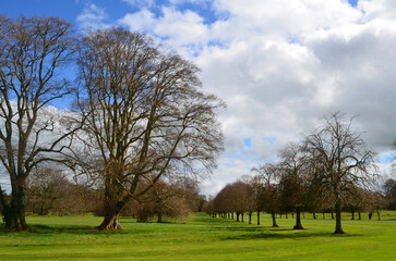 Adare Ireland with a Row of Trees All In Line
