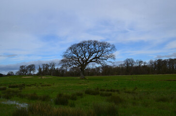 Lone Tree in a Grass Field in the Spring