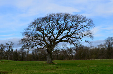 Springtime with a Large Tree in a Field
