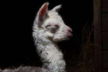 One day old newborn alpaca baby in a zoo