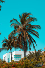 Fototapeta premium palm trees on the beach miami 