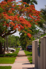 autumn in the park tree flowers Miami Beach  