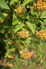 Physocarpus opulifolius