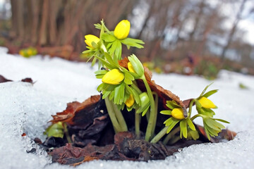 Winter aconite