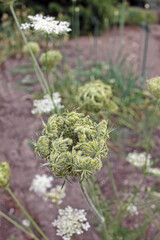 Daucus carota