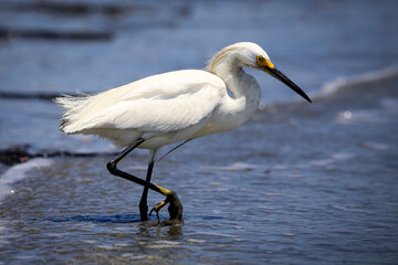 Egret