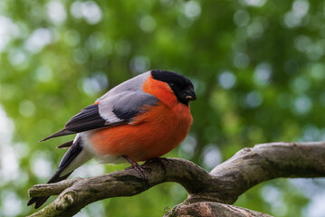 Portrait of a male Bullfinch (pyrrhula pyrrhula).