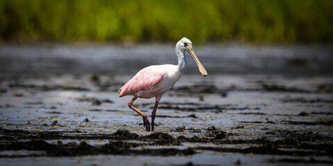 Roseate Spoonbill